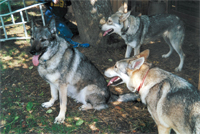 Faiby und ihre Wolfsfreunde